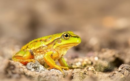 CUTE FROG - nature, cute, yellow, frog