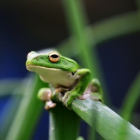 FROG ON GRASS STEM