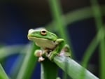 FROG ON GRASS STEM