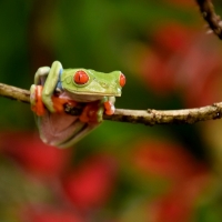 TREE FROG