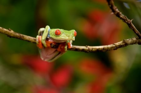 TREE FROG - green, tree, cute, frog