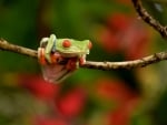 TREE FROG