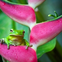 FROG PEEPING FROM FLOWER