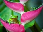 FROG PEEPING FROM FLOWER