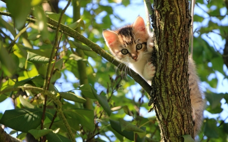 Kitten - paw, cat, animal, tree, pisica, cute, kitten