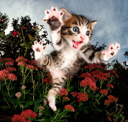 :D - summer, flower, pisica, animal, kitten, funny, red, garden, cute, jump