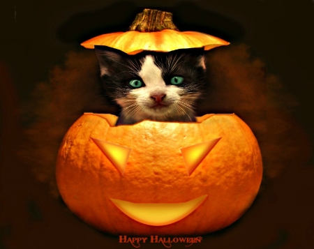 Halloween Cat - cute, Halloween, pumpkin, cat