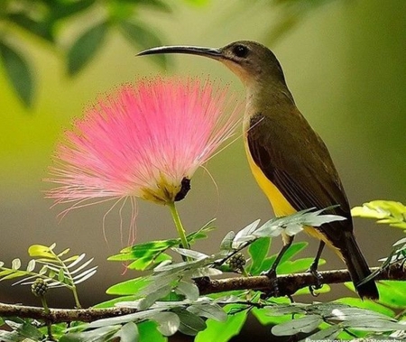 bird in forest - flowers, forests, birds, nature, photography