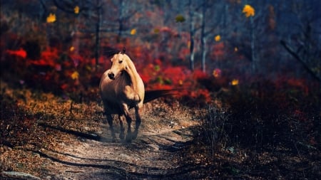 horse in the wood - horses, wood, animals, photography