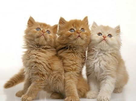 cute trio - cute, cats, trio, animals