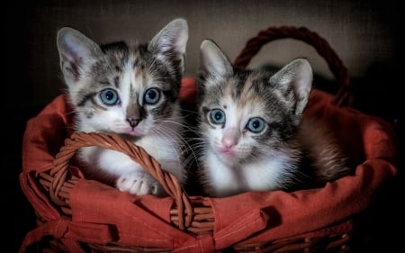 kittens in the basket - cats, basket, kittens, animals