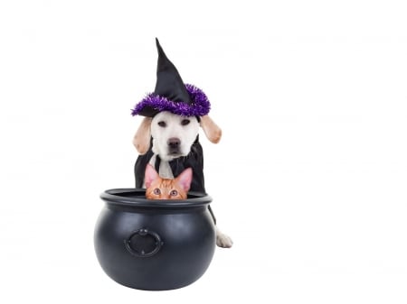 Happy Halloween! - pot, funny, puppy, halloween, cat, witch, pisica, hat, dog