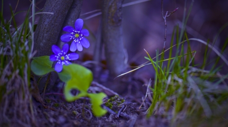 Anemones - purple, green, forest, flower, anemone