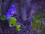 Anemones