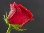 Red Rose