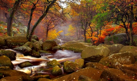 Forest stream in autumn - trees, beautiful, creek, stream, colors, forest, stones, brook, fall, autumn, foliage