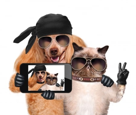 Selfie - selfie, dog, cool, creative, glove, cat, fantasy, pisica, animal, funny, caine, couple, phone, sunglasses