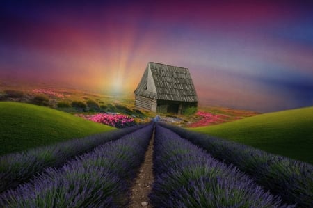 Lavander field - summer, sunrise, morning, flower, pink, green, lavander, fielf, cottage