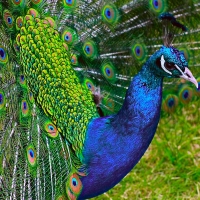 Peacock