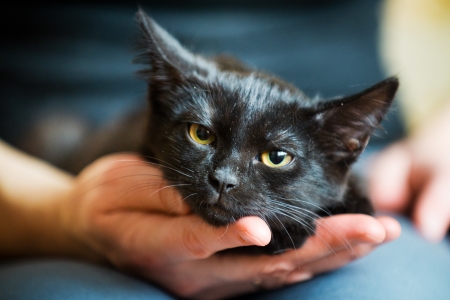 Black cat - black, animal, pisica, hand, face, cat