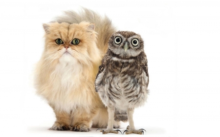 Friends - bufnita, friend, cat, owl, pet, pisica, animal, kitten, cute, couple