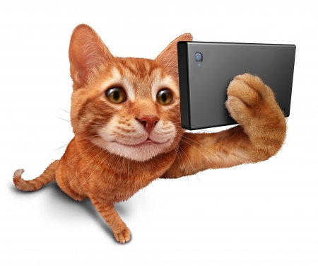 Selfie - funny, animal, cat, selfie, pisica, kitten, phone, orange, paw, ginger