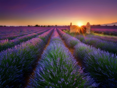 Lavender Field - Field, Nature, Lavender, Morning