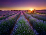 Lavender Field