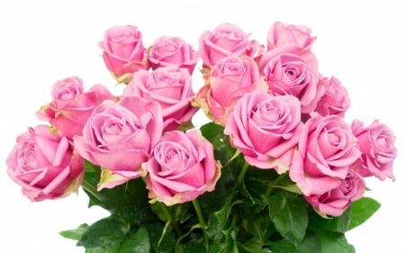 pink roses - flowers, fun, roses, nature, cool, pink