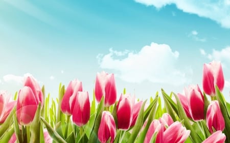 tulips - flowers, fun, tulips, nature, cool