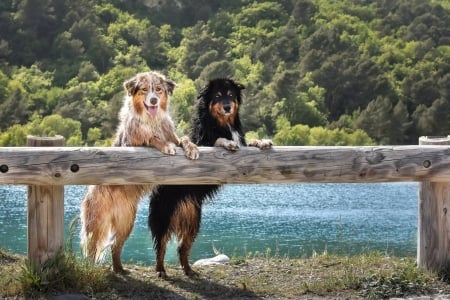 two dogs - forest, animals, cool, dogs, river, fun