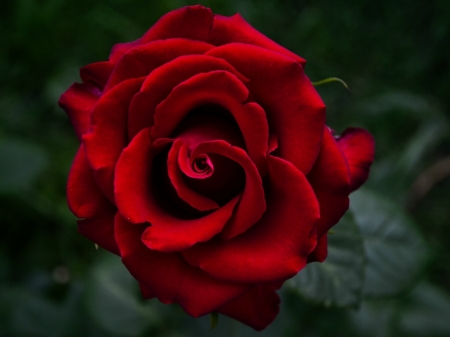 RED ROSE - image, rose, flower, red