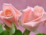 PALE PINK ROSES