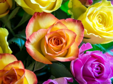 BEAUTIFUL ROSES - flowers, image, ross, pretty