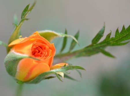 ORANGE ROSE BUD - orange, flower, rose, bud