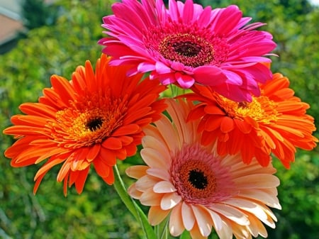 FOUR GERBERAS - four, flowers, image, gerbera