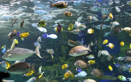 Fish - fish, nature, water, aquarium