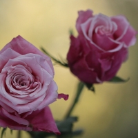 Pink Roses