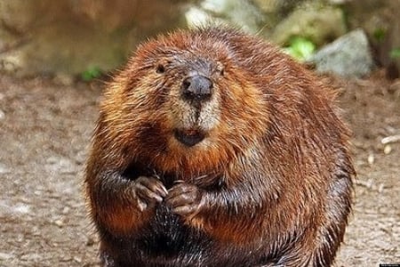 beaver