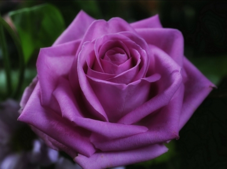 BEAUTIFUL PURPLE ROSE - IMAGE, BEAUTIFUL, ROSE, FLOWER