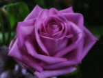 BEAUTIFUL PURPLE ROSE