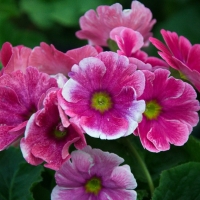 PRETTY PRIMULAS