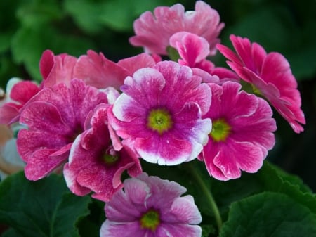 PRETTY PRIMULAS - flowers, image, primula, pretty