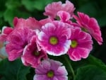 PRETTY PRIMULAS