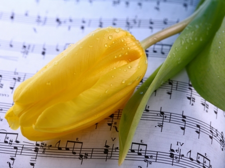 YELLOW TULIP - tulip, pretty, yellow, flower