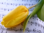 YELLOW TULIP