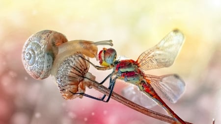 Snail and dragonfly - mustafa ozturk, snail, macro, dragonfly, kiss, insect, libelula