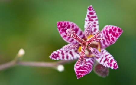 Orchid - orchid, flower, pink, green