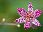 Orchid