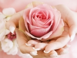 Romantic Wedding Rose